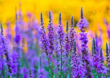 CDPR为《赛博朋克2077》乌克兰版反俄元素致歉